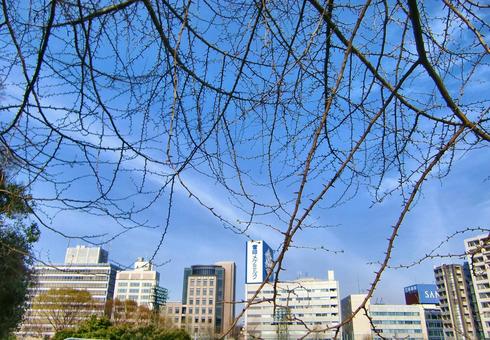 サクラの枝越しにビルを見る-3の写真