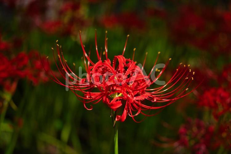 つややに開く曼殊沙華 彼岸花,曼珠沙華,ヒガンバナの写真素材