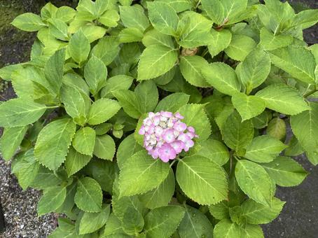 ピンクのアジサイ アジサイ,ピンク,植物の写真素材