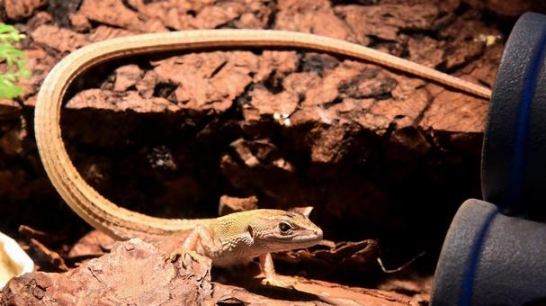 二ホンカナヘビ 二ホンカナヘビ,日本固有種,長い体長の写真素材