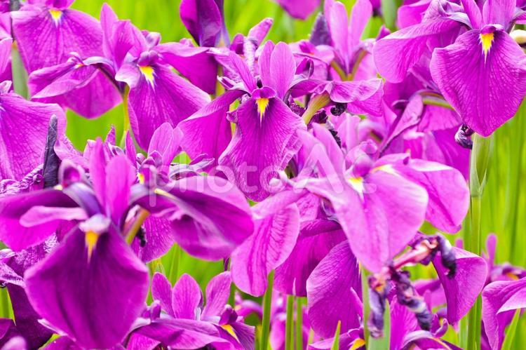菖蒲（多賀城跡あやめ園） あやめ,アヤメ,菖蒲の写真素材