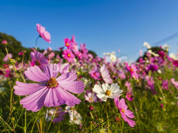 コスモスが風に揺れてる秋の空 コスモス,花,秋の写真素材