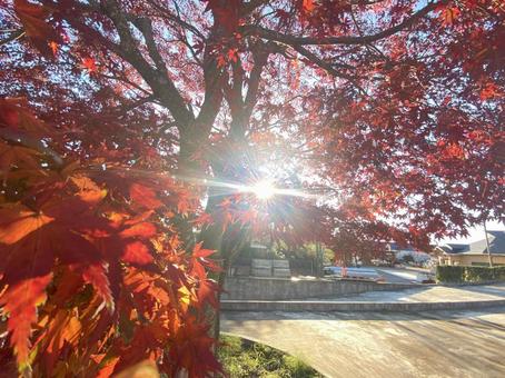 紅葉 紅葉の写真
