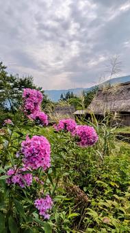 花 花 自然,風景,クサキョウチクトウの写真素材
