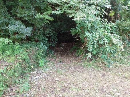 木のトンネル 木のトンネルの写真