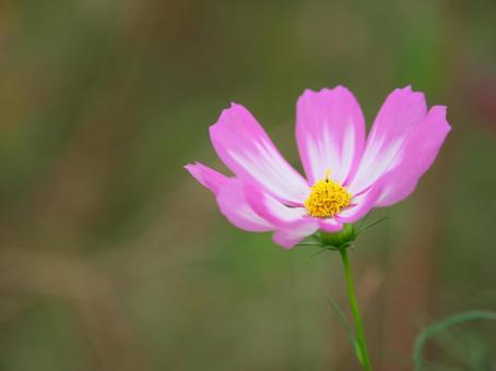 静かに咲く一輪のコスモスの写真