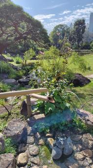 朝日、鹿威し 朝日、鹿威し ししおどし,鹿威し,日本庭園の写真素材