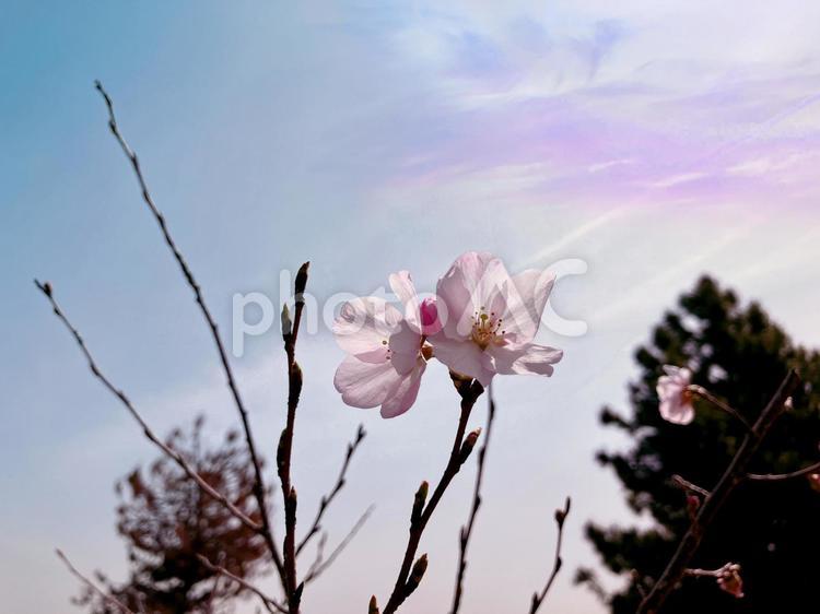 桜と日差し 桜,花,サクラの写真素材