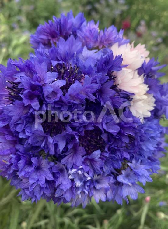 矢車菊 矢車菊,コーンフラワー,エディブルフラワーの写真素材