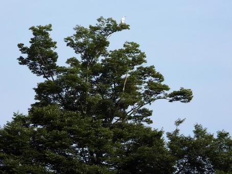 高い木の上に立つダイサギ 高い木の上に立つダイサギの写真