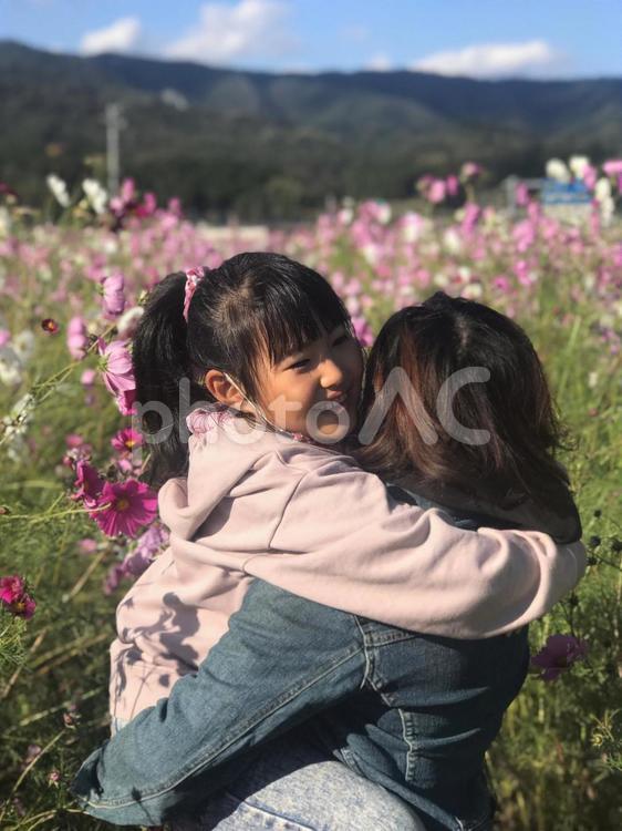 コスモス畑を見つけて コスモス,コスモス畑,flowerの写真素材