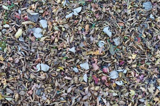 落ち葉の絨毯 落葉,枯葉,秋の写真素材