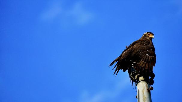 沖縄県西表島のカンムリワシ カンムリワシ,鷲,鳥の写真素材