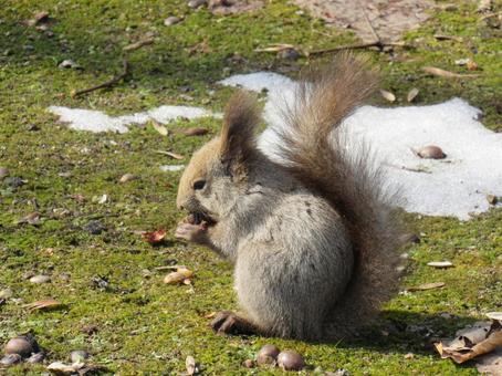 エゾリス エゾリス,リス,公園の写真素材