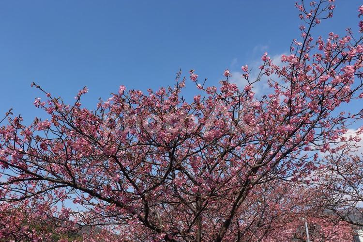 河津桜と青空　奇跡のピンク　背景 青空,早咲きサクラ,背景の写真素材