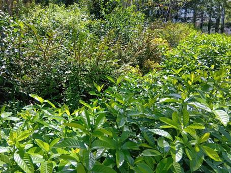 Photo, implantation, green, summer, 