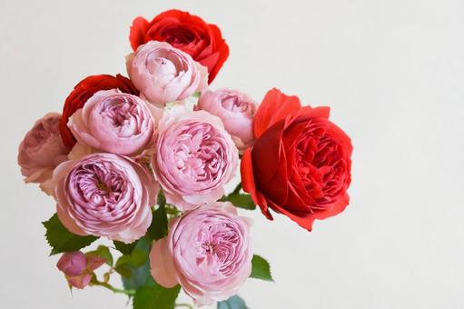 赤と紫のばら 赤と紫のばら 赤,ばら,薔薇の写真素材