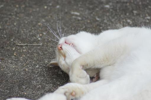ねこ ねこの写真