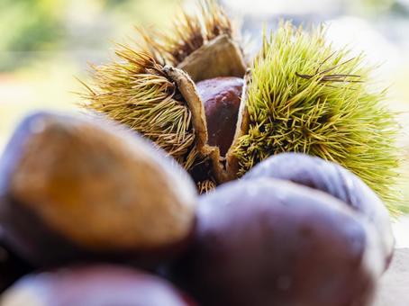 Delicious autumn chestnuts, JPG