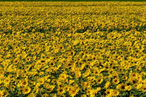 太陽の光を浴びて静かに咲き誇るひまわり畑 ひまわり畑,ひまわり,向日葵の写真素材