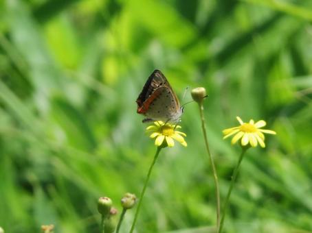 黄色の花にとまるベニシジミ 黄色の花にとまるベニシジミの写真