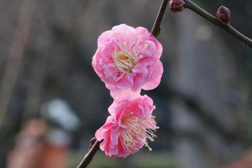 Photo, plum, plum blossom, osaka, 