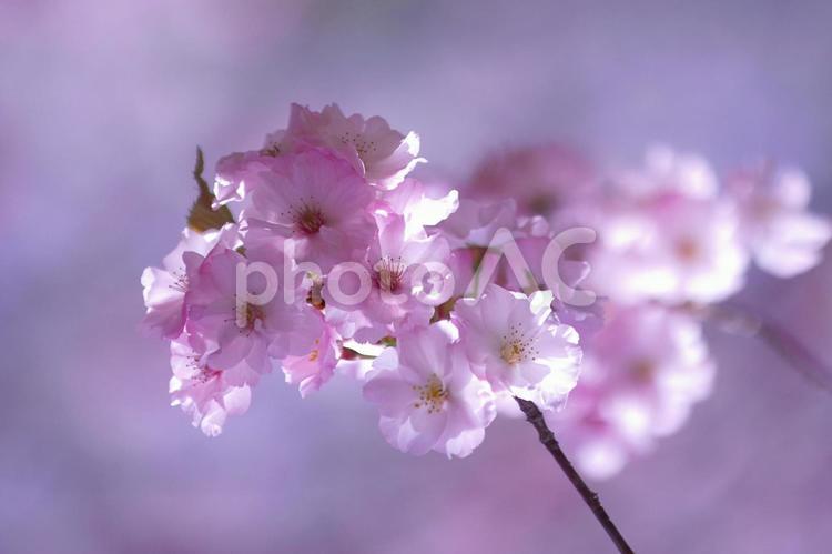 満開に咲き誇る桜並木 桜,花,空の写真素材