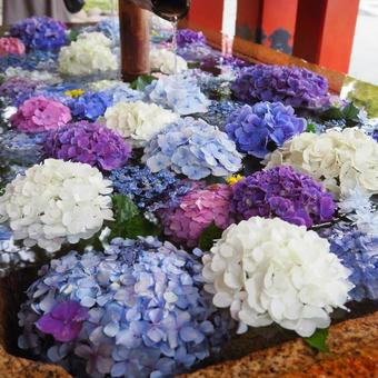 紫陽花の花手水の写真