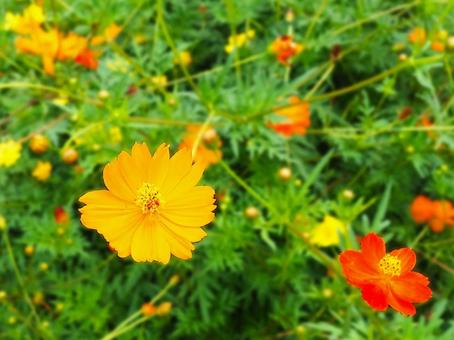 コスモス_オレンジ_5の写真