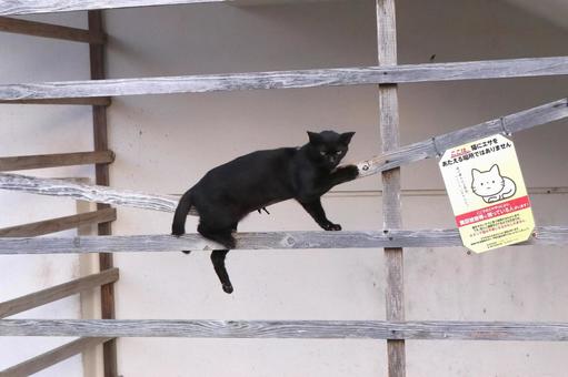 公園ネコ 沖縄県 那覇市 クロネコ 公園ネコ 沖縄県 那覇市 クロネコ ネコ,ねこ,動物の写真素材
