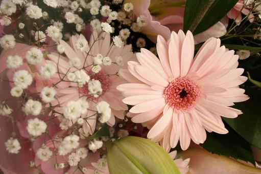 ピンクの花とかすみそう ピンクの花とかすみそう 花,植物,かすみそうの写真素材