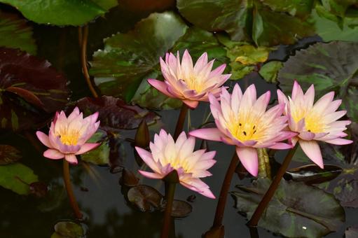 睡蓮 花,植物,スイレンの写真素材