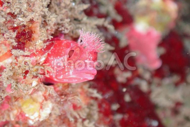 三浦　アライソコケギンポ スキューバダイビング,ダイビング,アライソコケギンポの写真素材