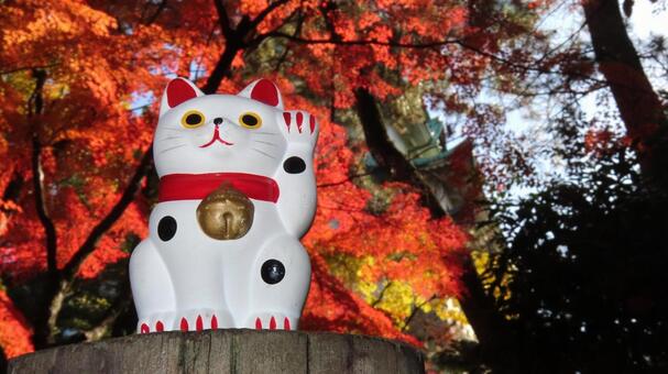 招き猫　紅葉狩り 招き猫,縁起物,置物の写真素材