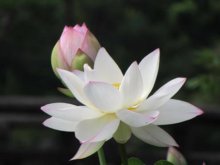 Lotus flower w, JPG Lotus flower w, JPG