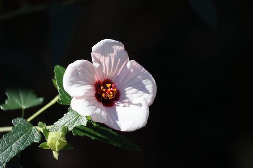 薄ピンク色のタカサゴフヨウの花のアップ 薄ピンク色,タカサゴフヨウ,花の写真素材