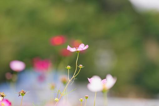 薄ピンク色の美しいコスモス 薄ピンク色の美しいコスモス コスモス,秋桜,草花の写真素材