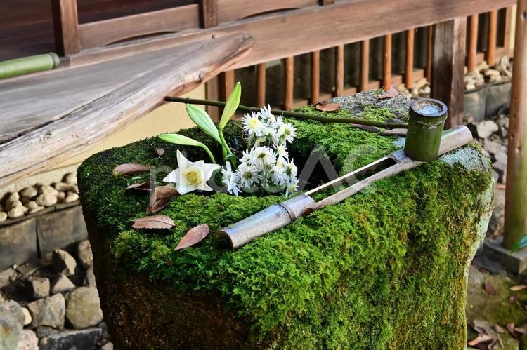 錦秋の京都市左京区 安楽寺の花手水 安楽寺,あんらくじ,京都市の写真素材