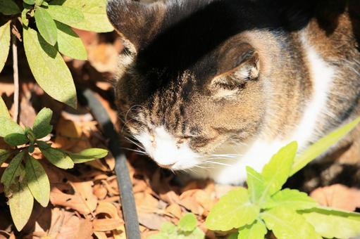 A cat dozing in the autumn sunshine amongst fallen leaves, JPG