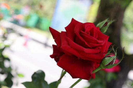 バラ園にて赤い薔薇を撮影しました 花,薔薇,自然の写真素材