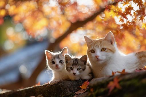 紅葉した木の下で並んで座る親猫と子猫 紅葉した木の下で並んで座る親猫と子猫の写真