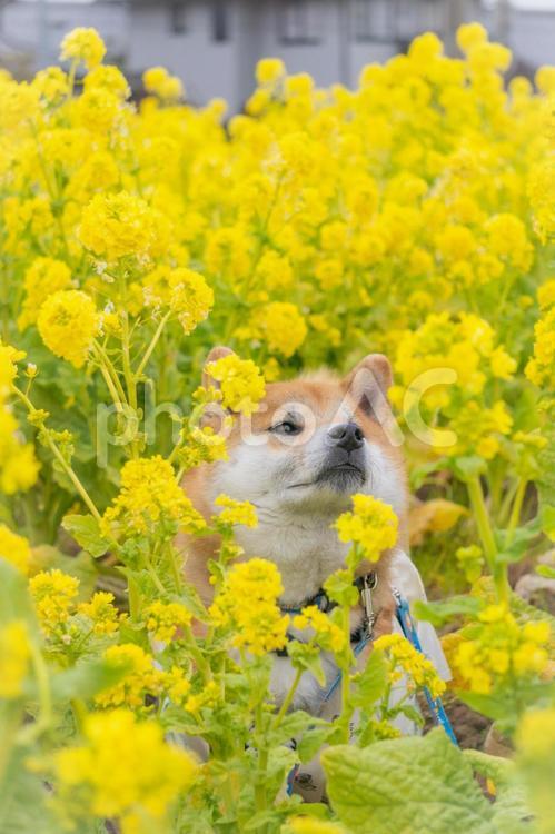 菜の花と柴犬 春,菜の花,柴犬の写真素材