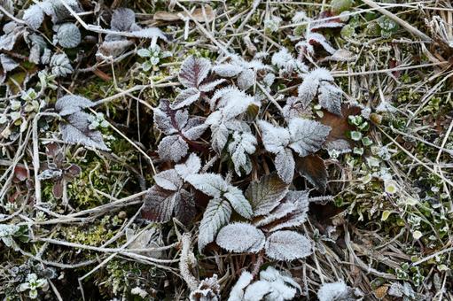 霜がおりた地面のようす 冬,霜,氷の写真素材