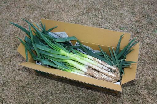 Green onion field Fukaya green onion field Fukaya green onion Shingai Fukaya City Toyosato Chiaraijima Green onion field Fukaya green onion field Fukaya green onion Shingai Fukaya City Toyosato Chiaraijima