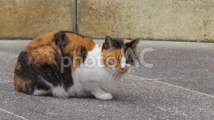 睡魔と闘うモフモフで可愛い三毛猫 三毛猫,猫,昼寝の写真素材
