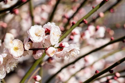 Plum Pink plum Close-up macro shooting, JPG Plum Pink plum Close-up macro shooting, plum, ume, flower plum, JPG