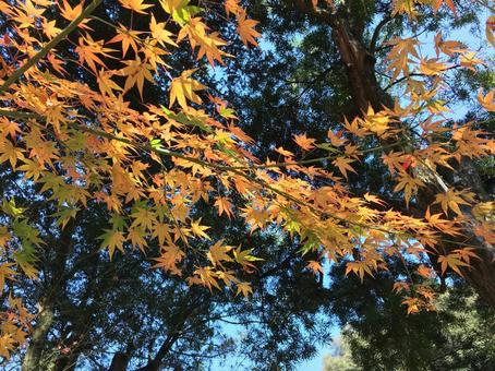 Photo, maple, autumn leaves, autumn, 