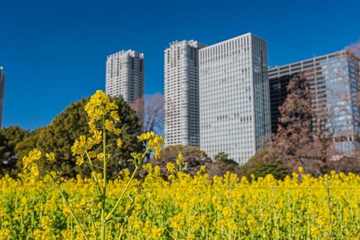 東京　浜離宮恩賜庭園の風景 東京,東京都,浜離宮恩賜庭園の写真素材