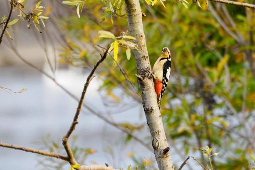 アカゲラ⑶ 鳥,アカゲラ,キツツキの写真素材