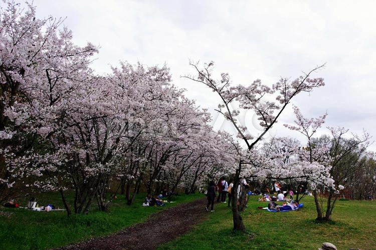 花曇りの日、桜咲く公園にて サクラ,桜,アーチの写真素材